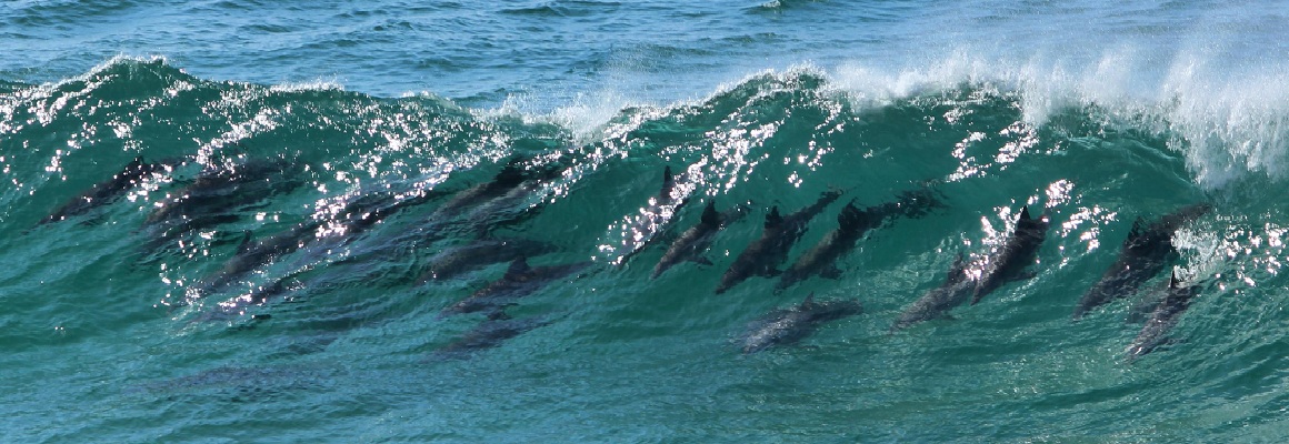 Dolphin wave Coolangatta